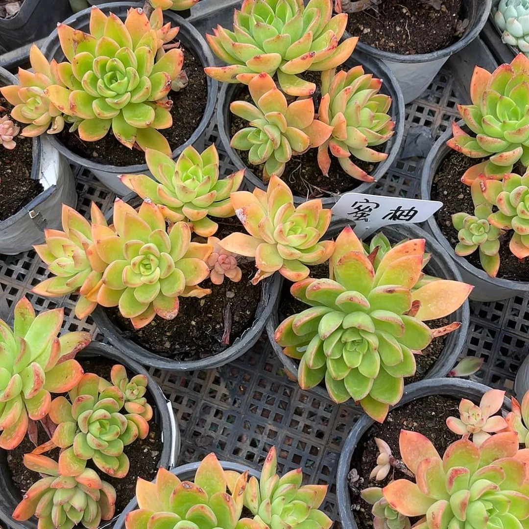 蜜柚。  量拍。  满18包邮