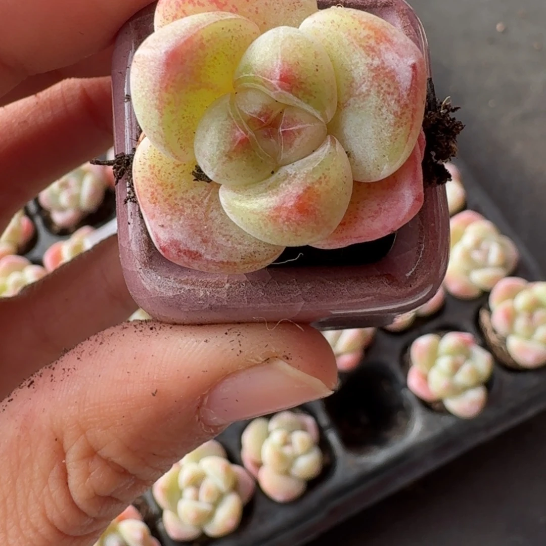 01号到手8颗，果冻粉心冰玉