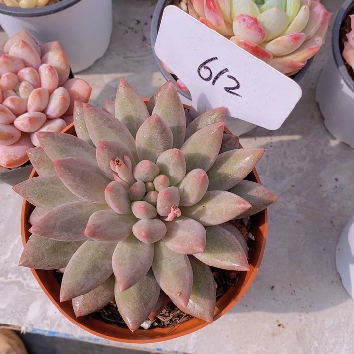 温***?多肉植物，开心多肉