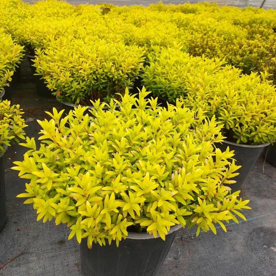 金叶满天星盆栽金叶红宝石香水庭院绿植粉花筋骨草黄金灯蓝雪花