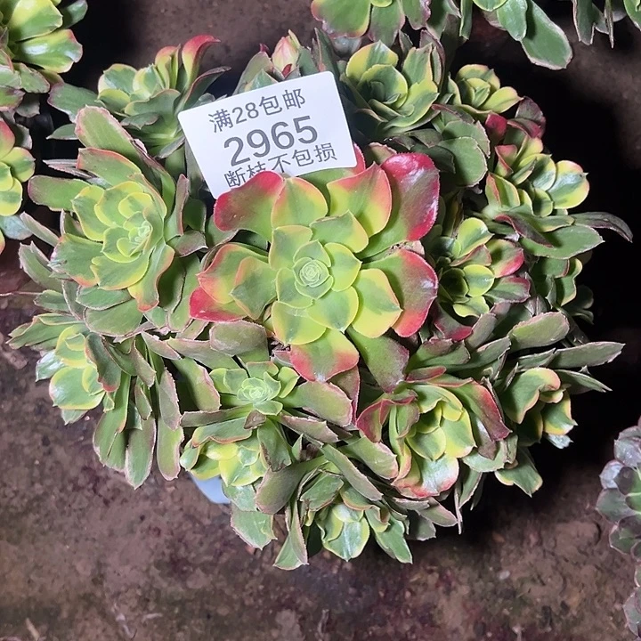 2965特斯拉多肉植物