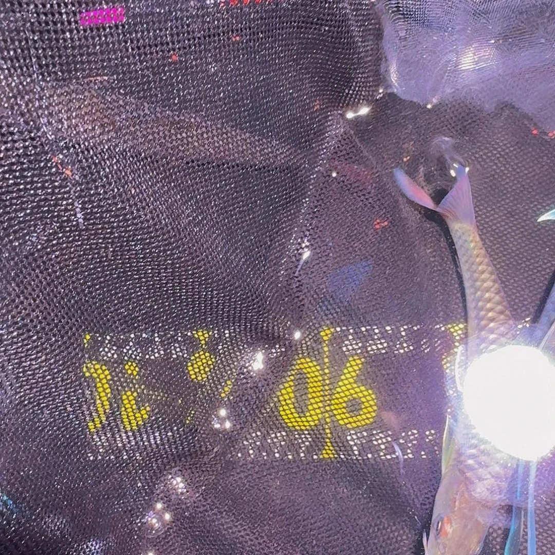 吉罗鱼一线金吉罗