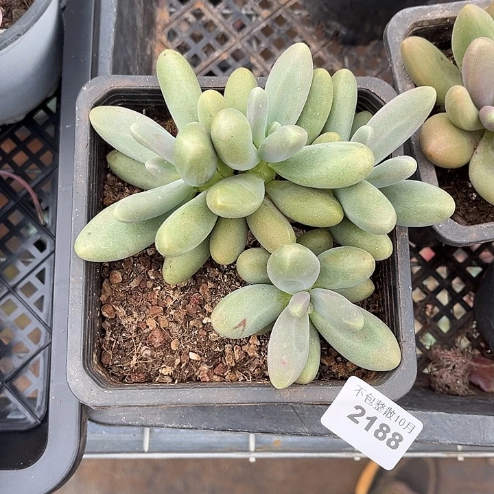 阿雅园艺。      2188糖果美人