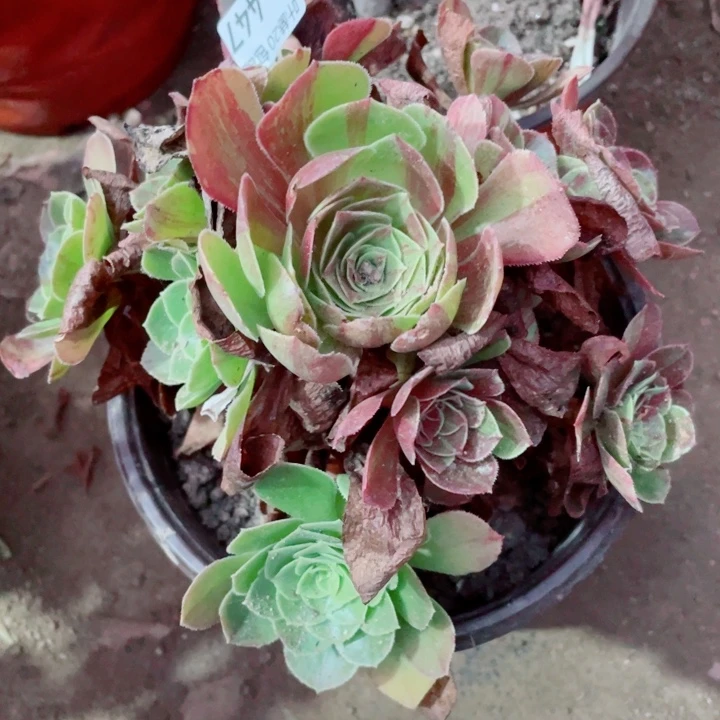 447花月夜多肉123456789