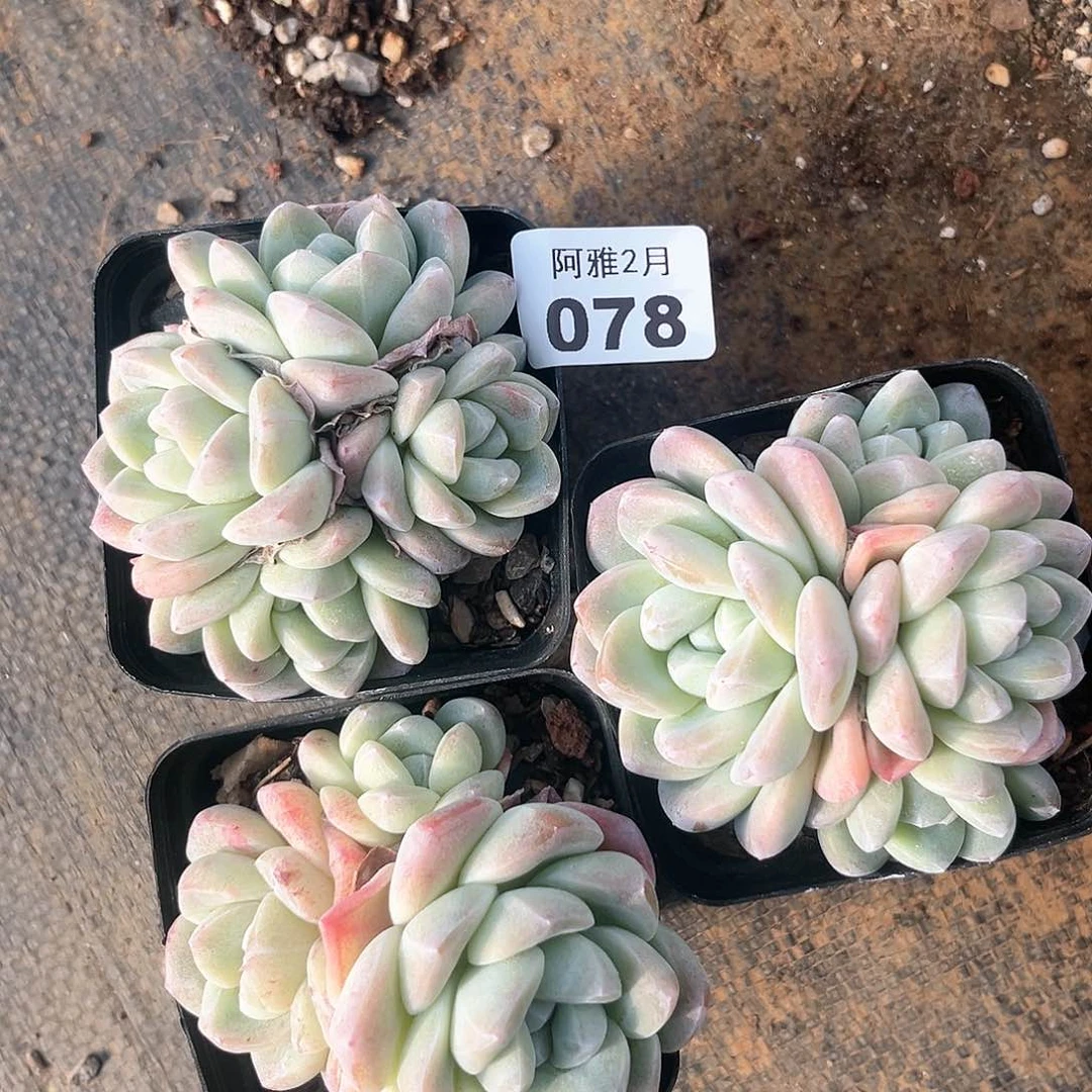 阿雅园艺。    078