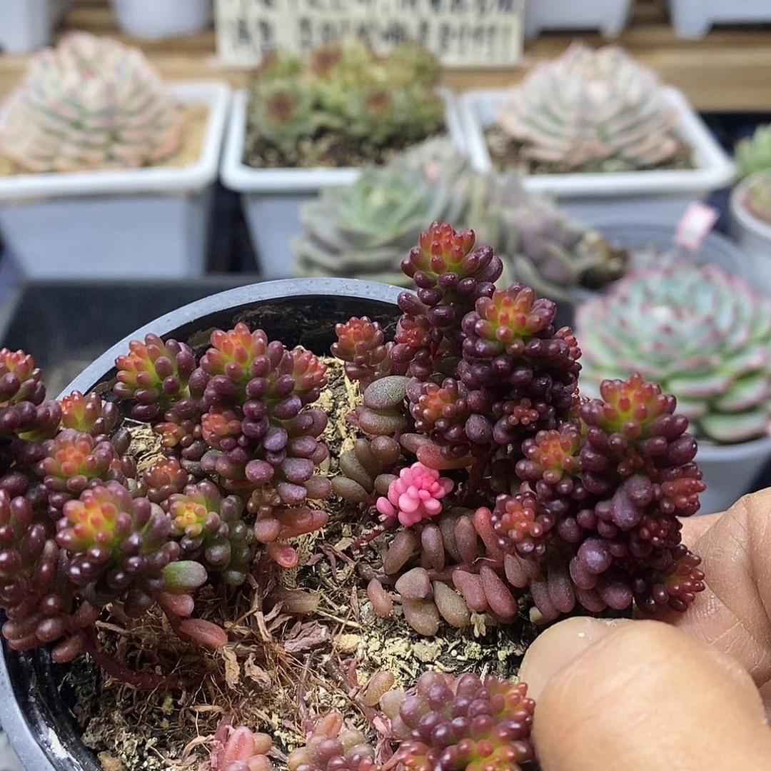 1369 福利浆果 不售后