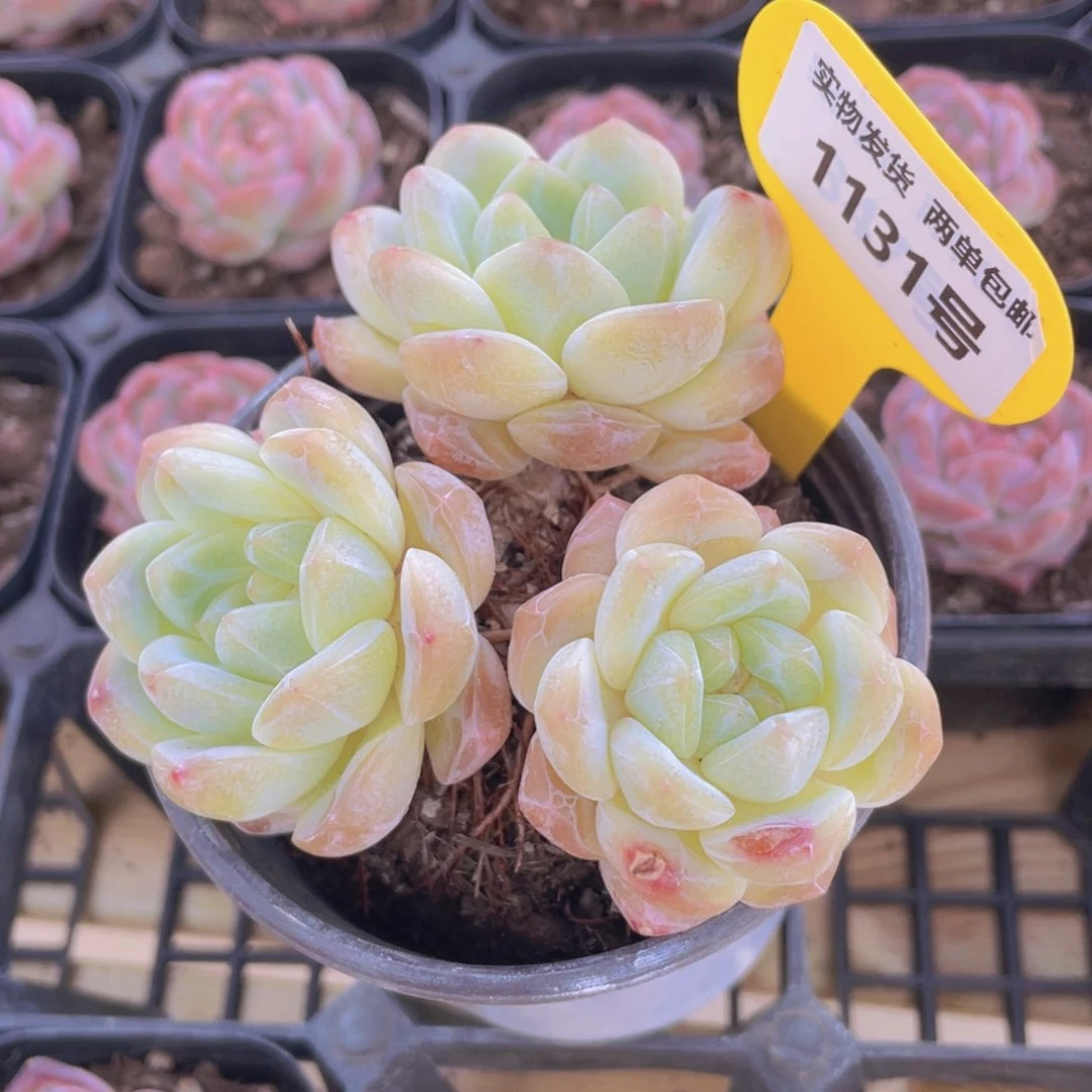 1131号 绿糖心刚毅多头