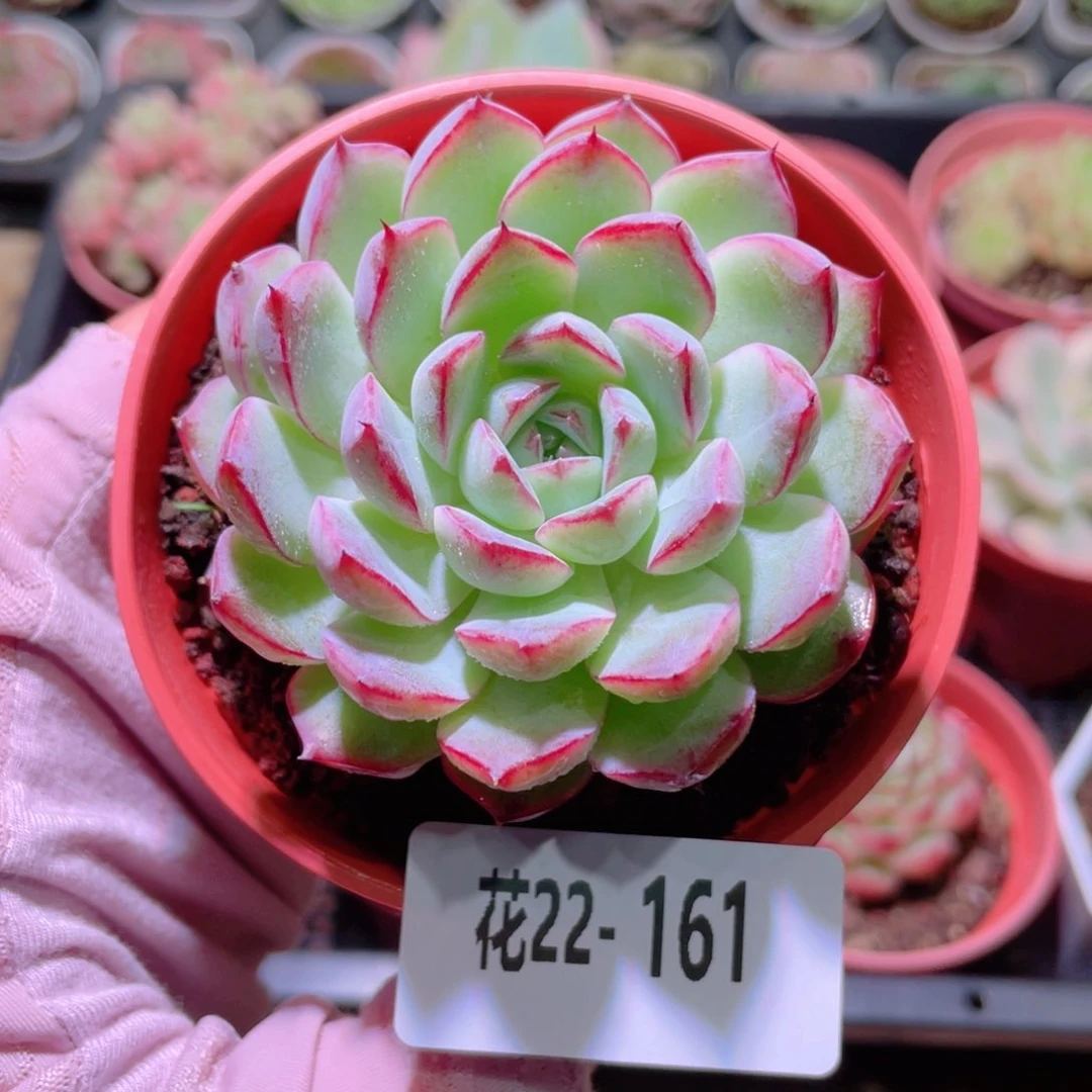 花利美22-161女王玫瑰