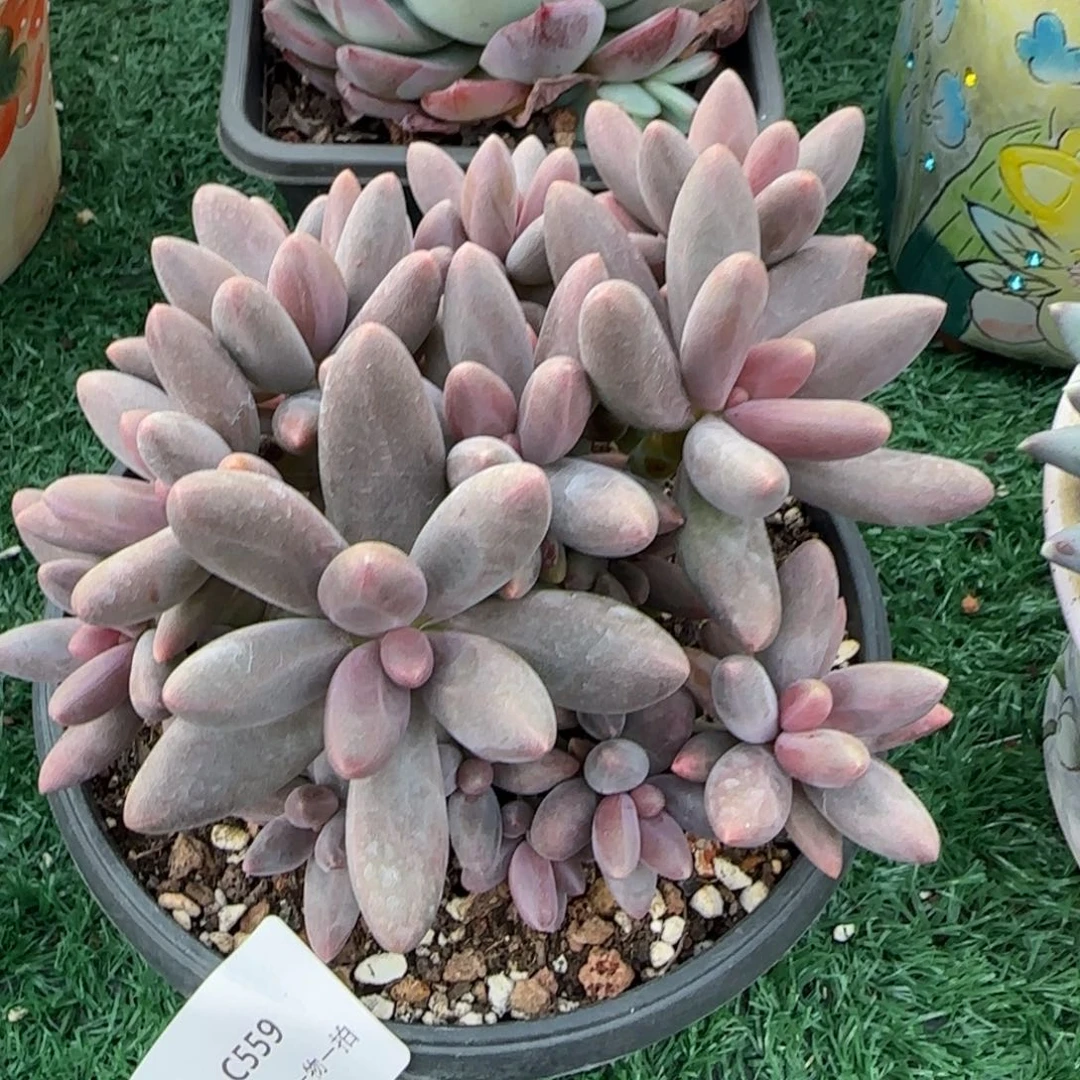 C559糖果美人小群