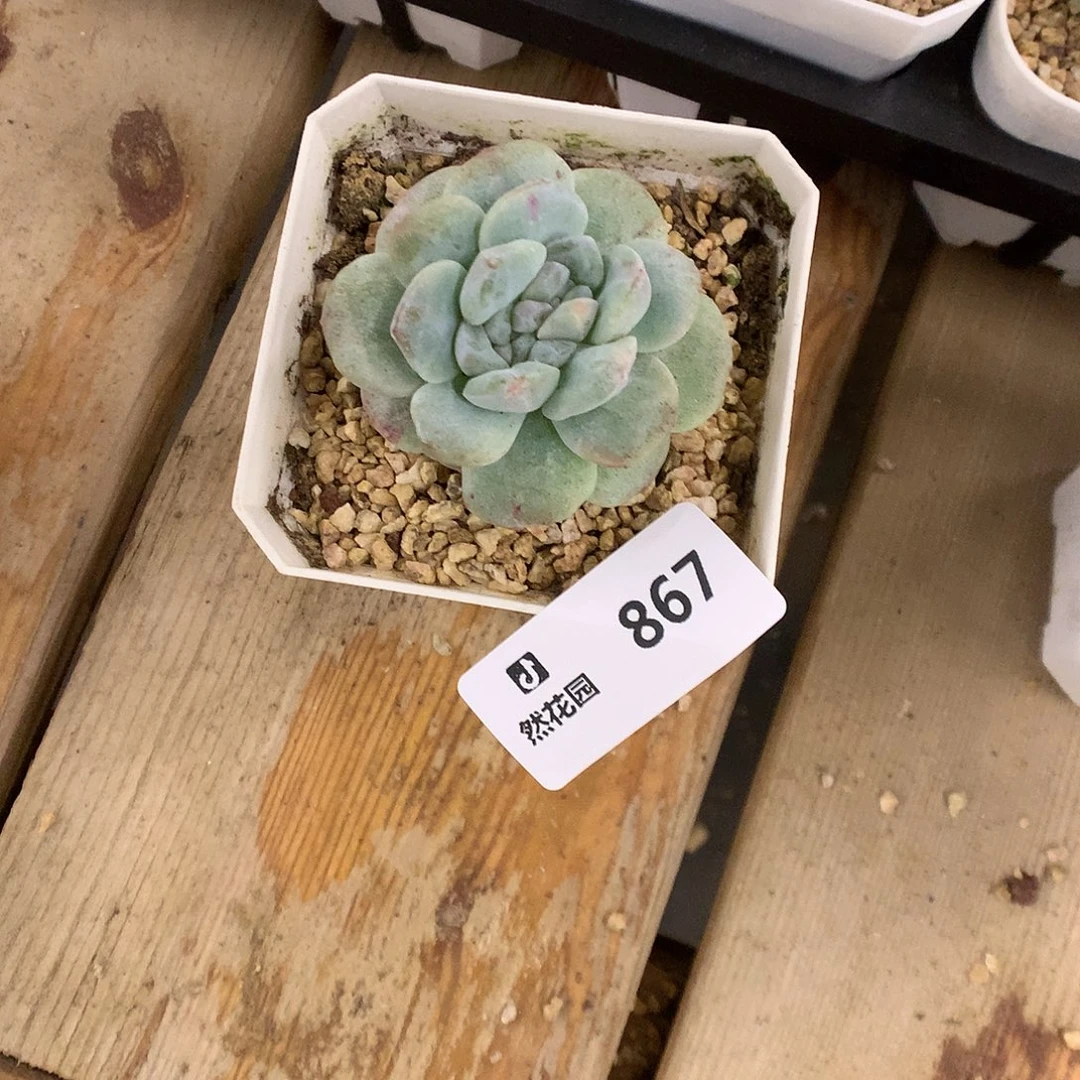 伍***C867冰玉石化多肉植物666