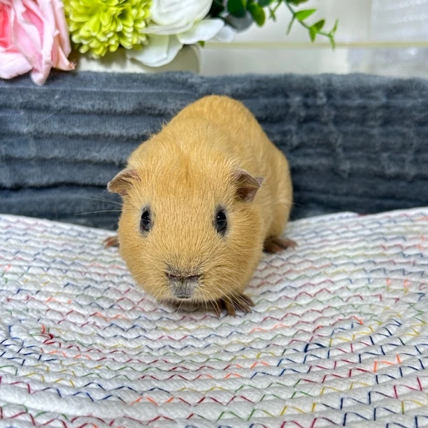 98号豚鼠荷兰猪英短品种2个月弟弟