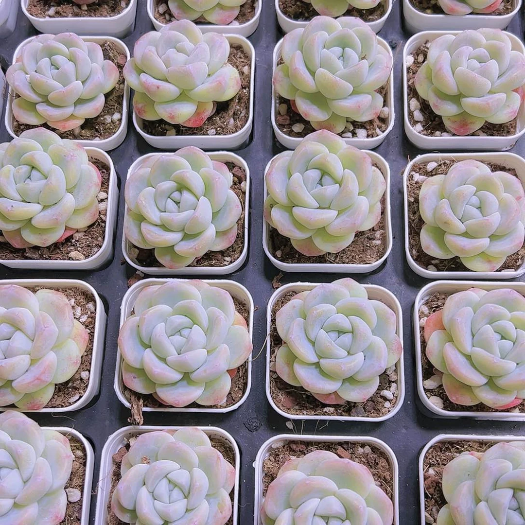 单头白冰带盆带土19包邮