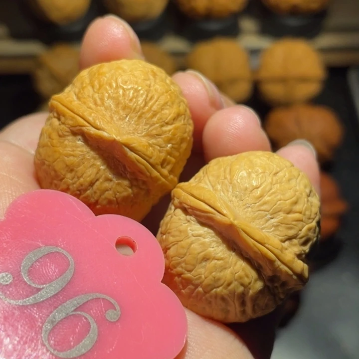 龙珠31尺寸核桃。