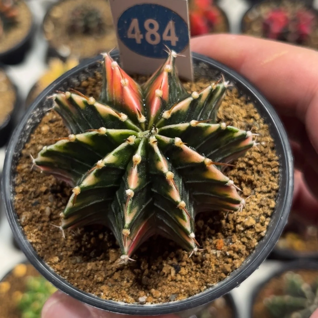 484实生肋骨牡丹锦带盆