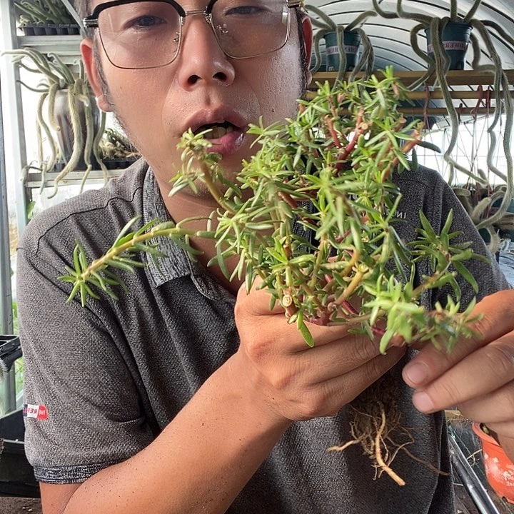 太阳花拍两颗发三颗