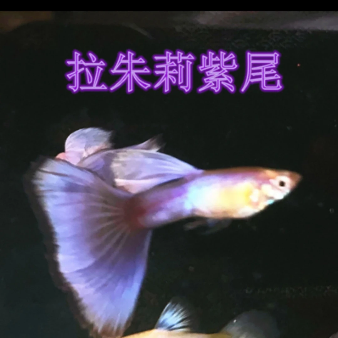 拉朱莉紫尾孔雀鱼（入缸不赔，拍完整开箱视频报损，无视频无售后）