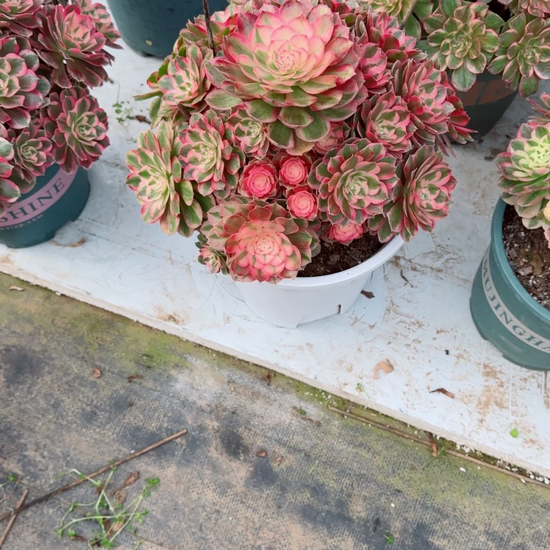 霞***妃子笑，多肉植物生长