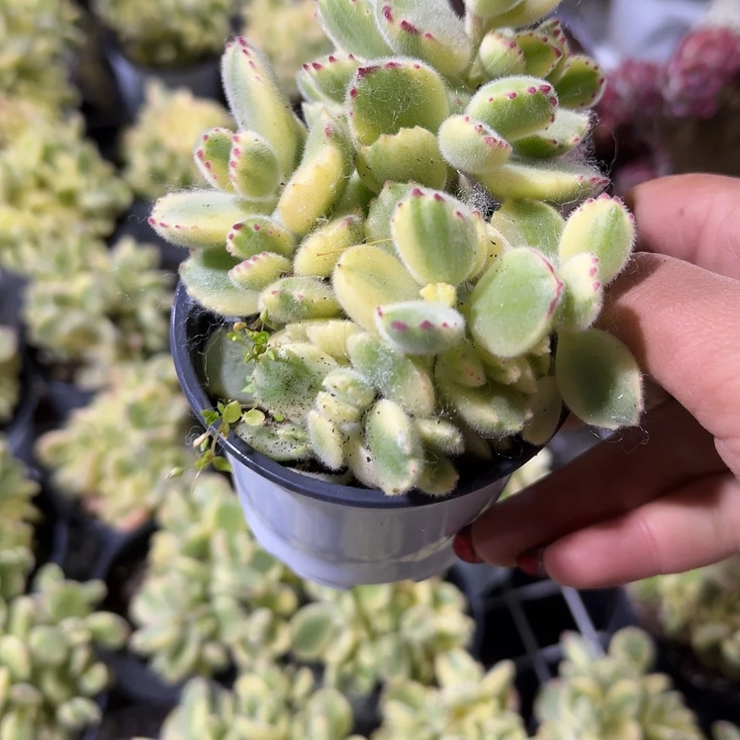 黄熊童子多肉植物