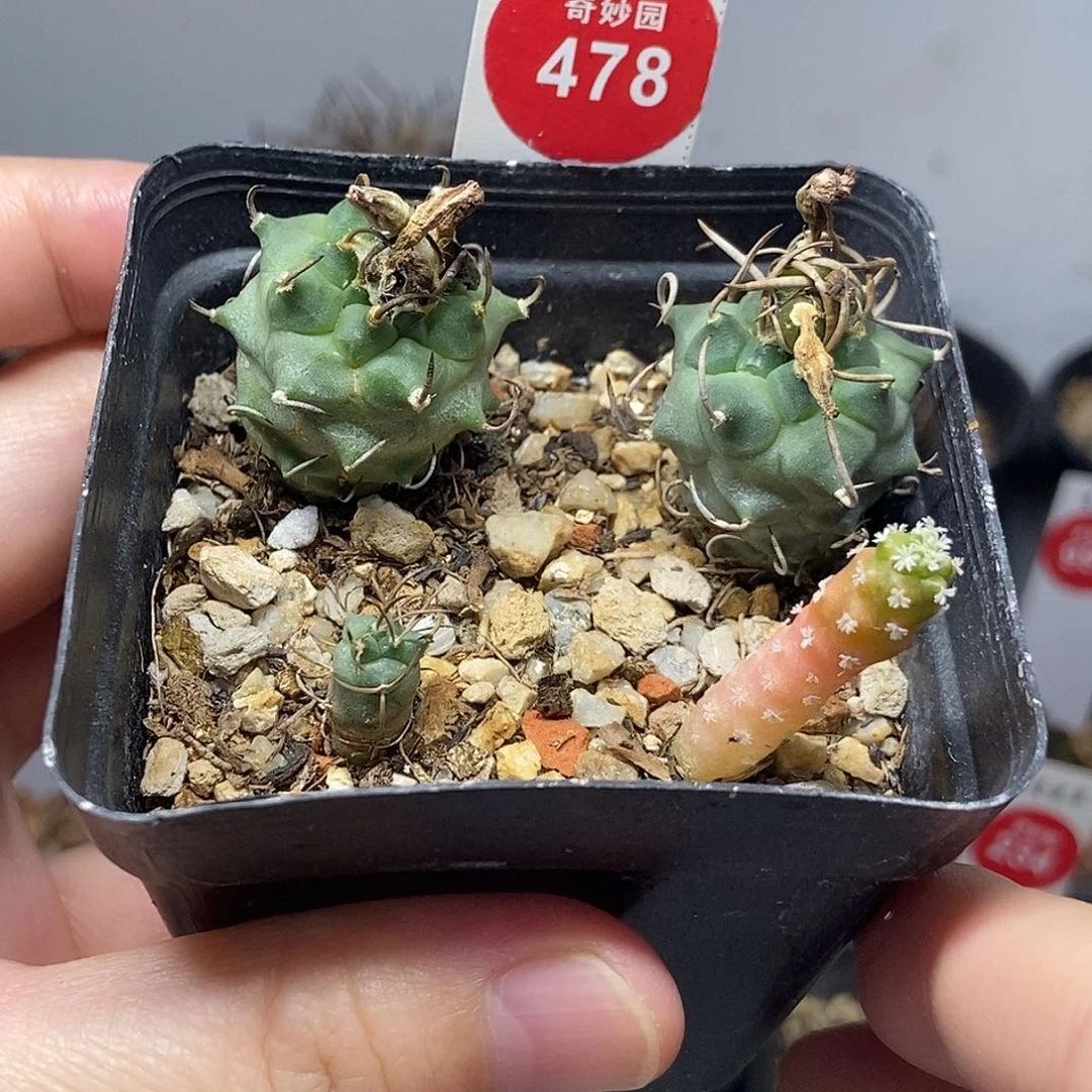 实生娇丽一盒打包