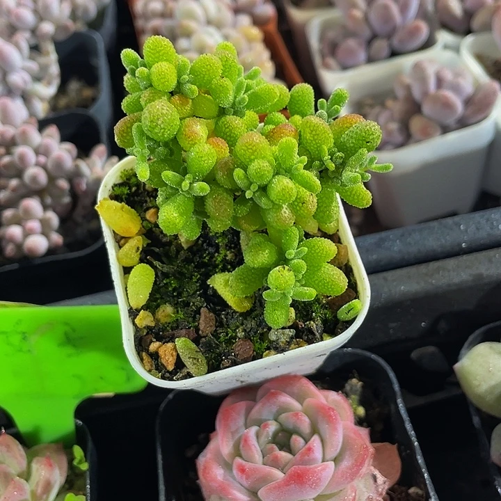 翡翠糖球带盆土发