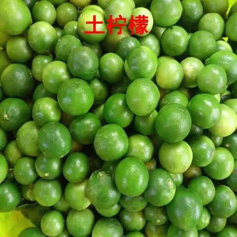 广西新鲜现摘土柠檬玉林牛脚子海鲜越味傣味腌制专用柠檬