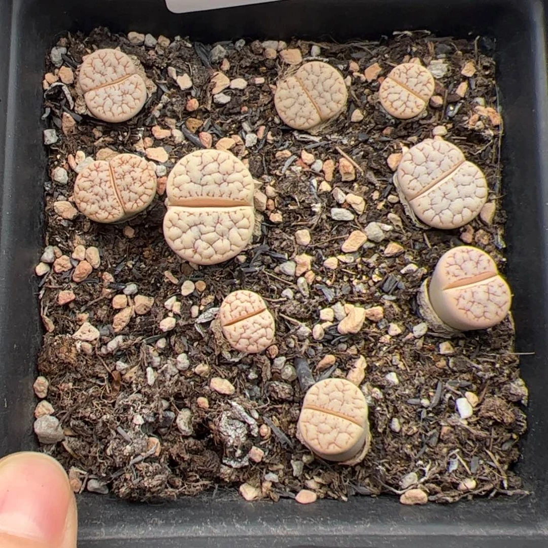 0431号 189 多肉植物