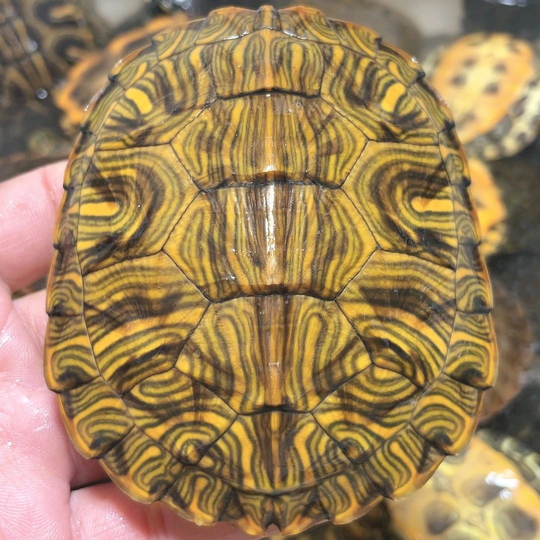 宠物龟不分公母9.2