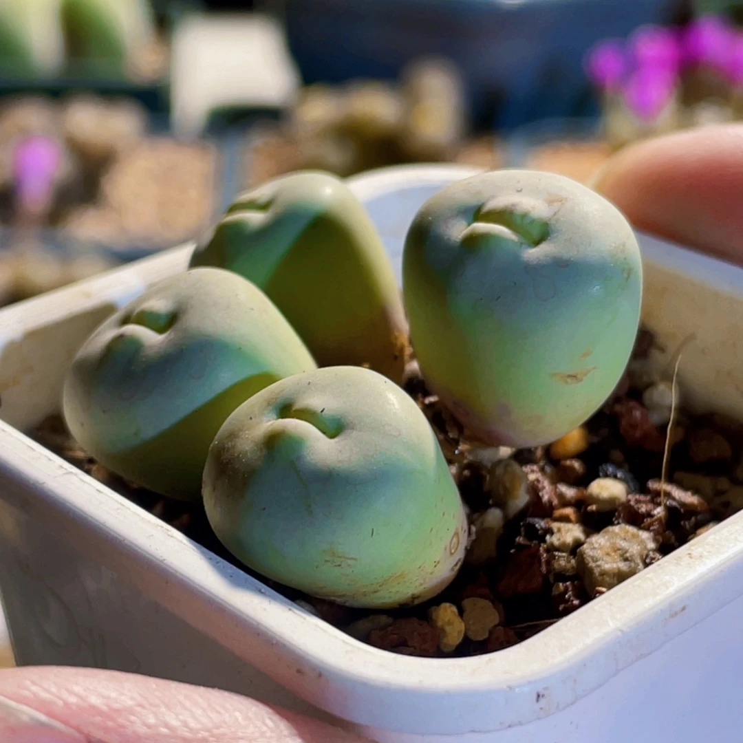 p嘴嘟嘟嘴植物一物一拍