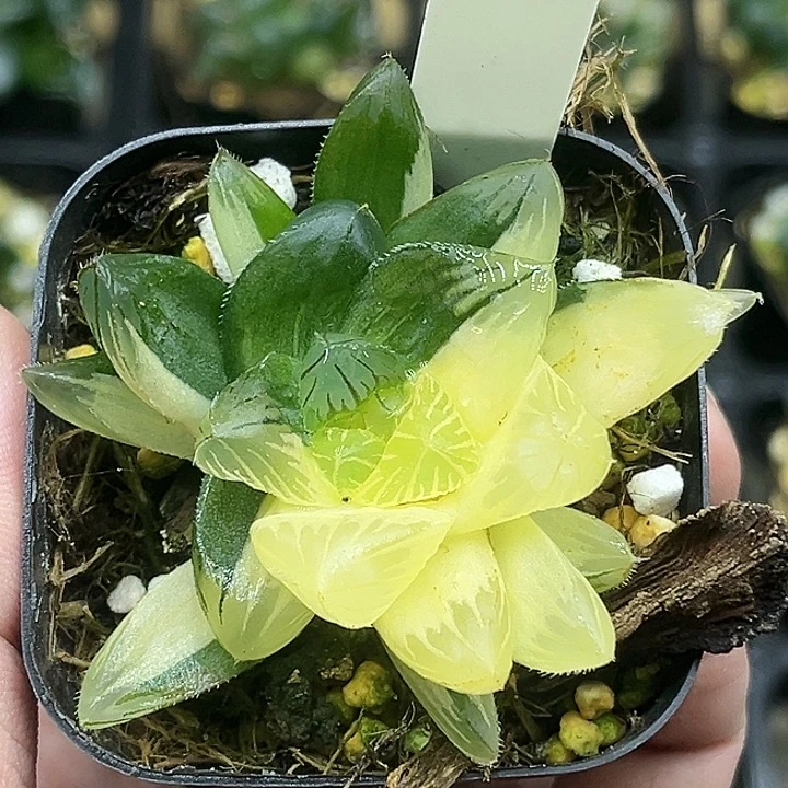 123特大蓝镜玉露锦头家多肉十二卷