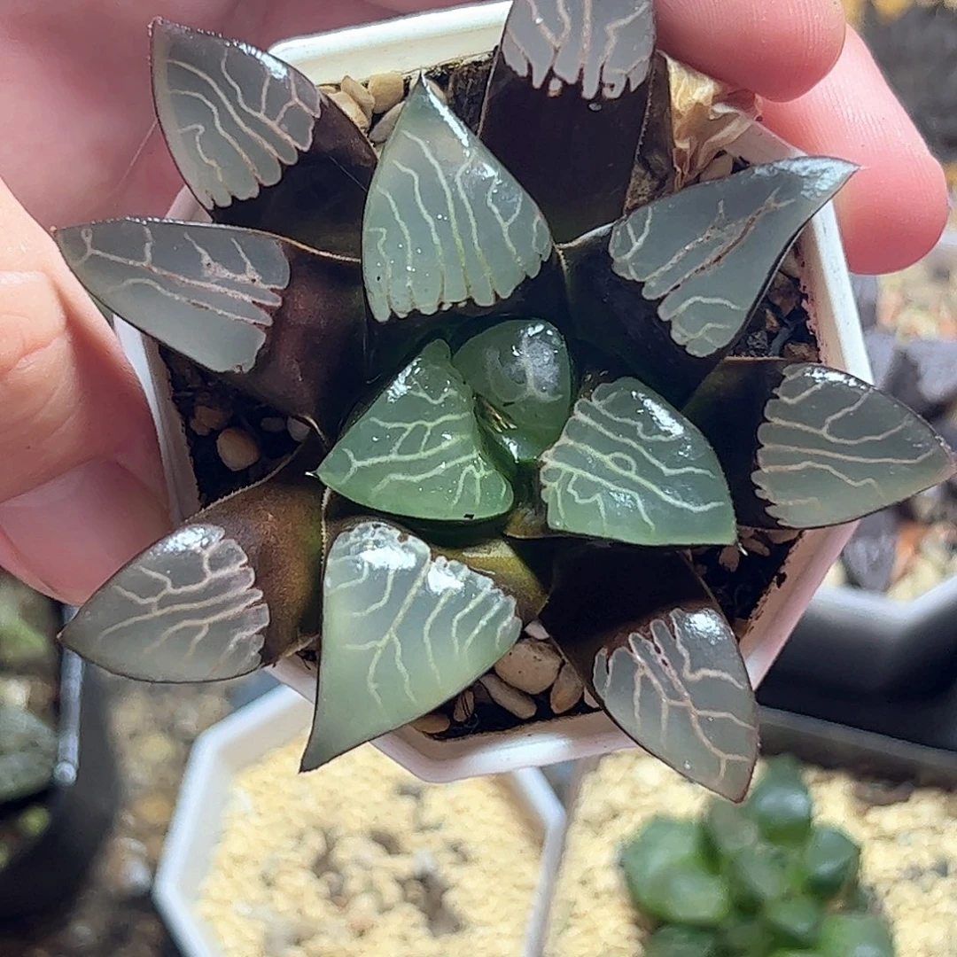 实生克特选十二卷多肉植物