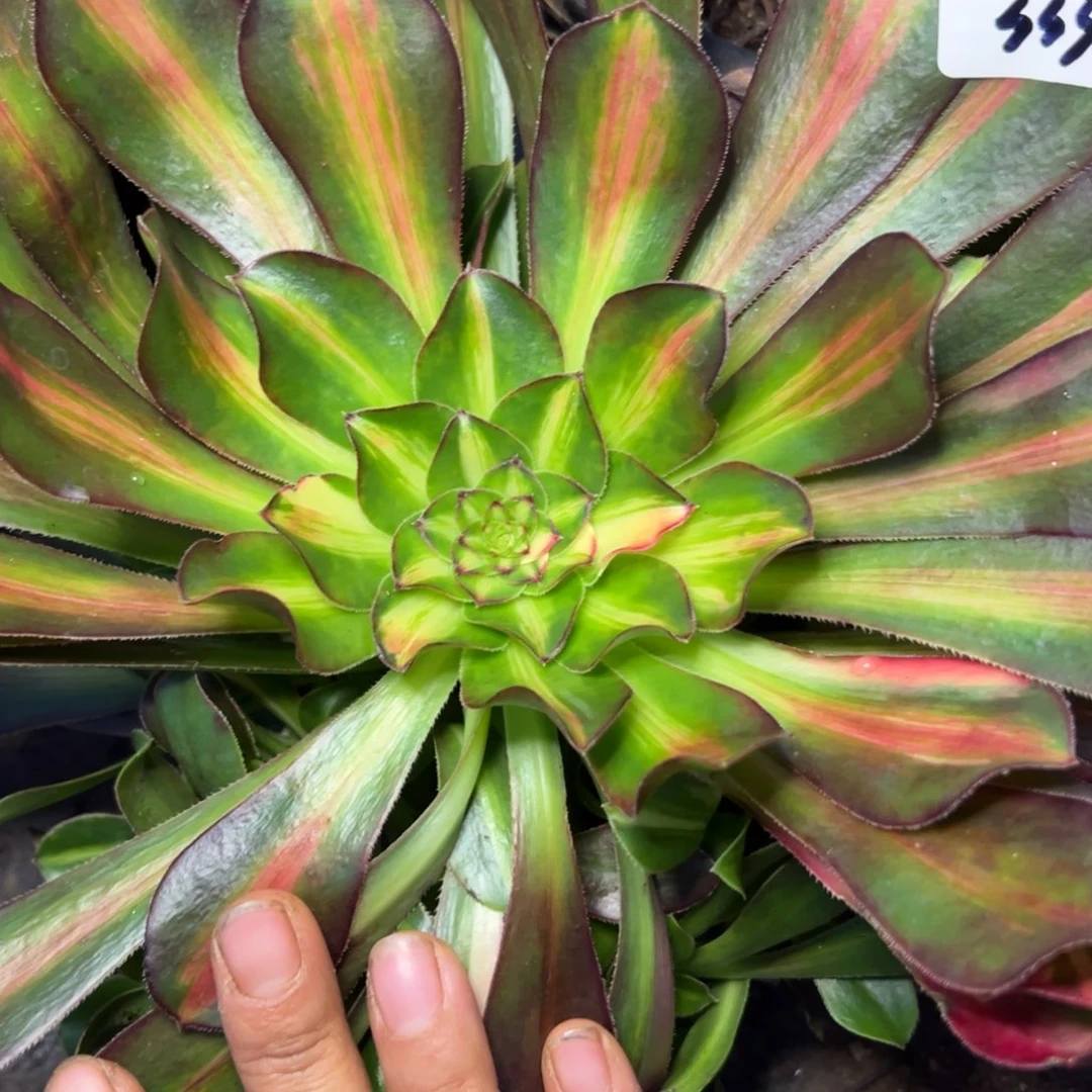 333花蝴蝶多肉无根多肉