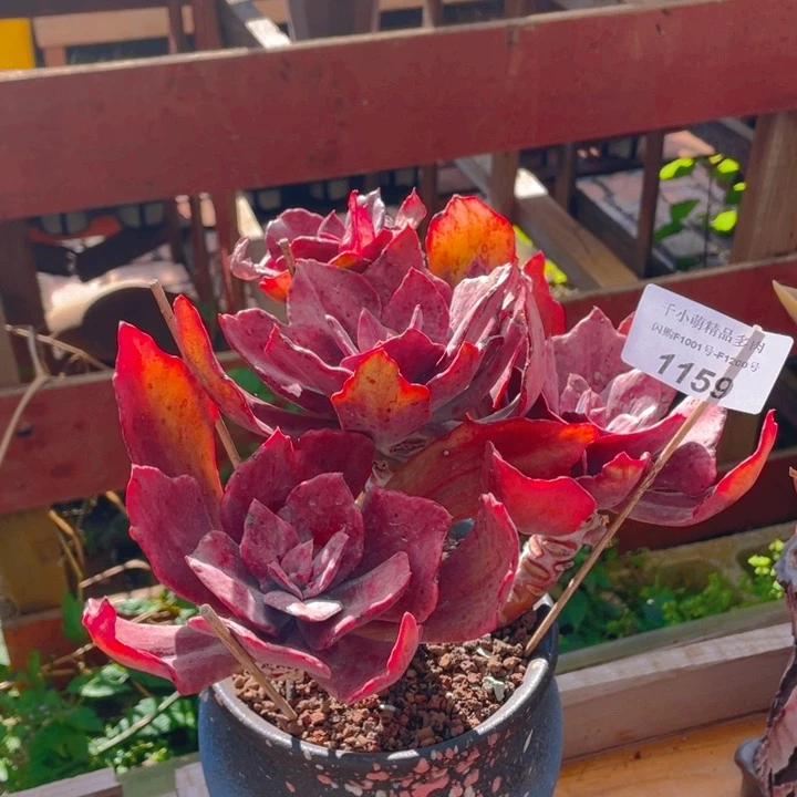 木*山谢谢你的支持000001159