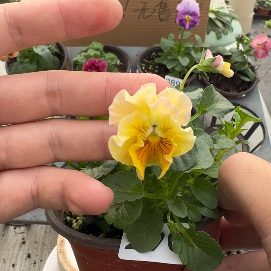大部分花苞少量开放290