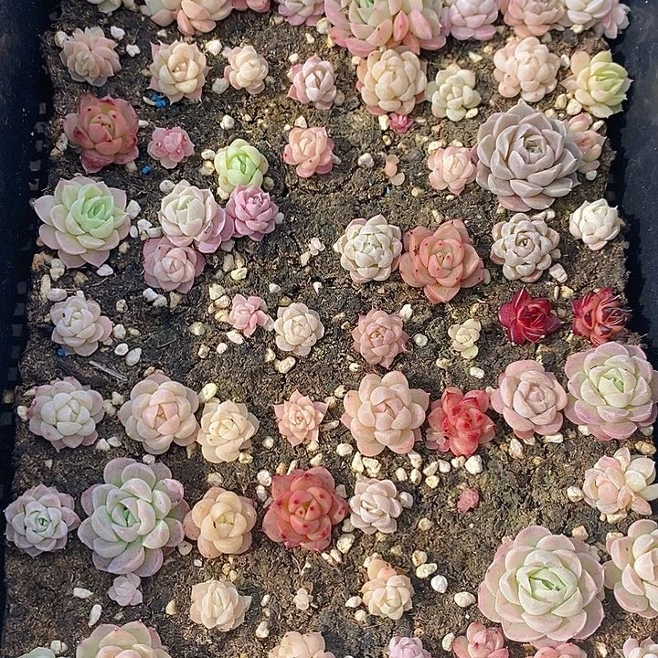 171 多肉植物盆栽花卉植物