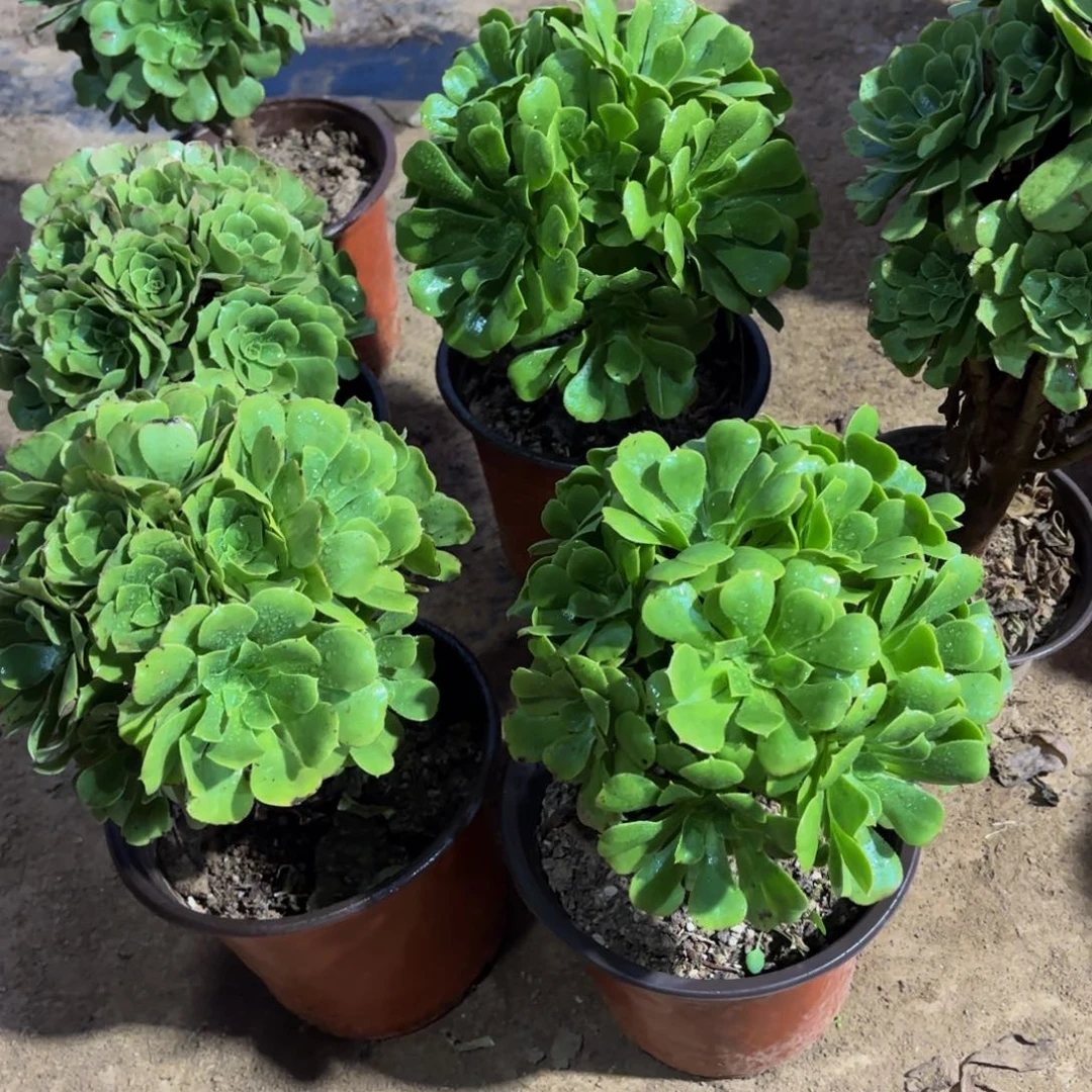 绿玫瑰绣球9.9多肉植物