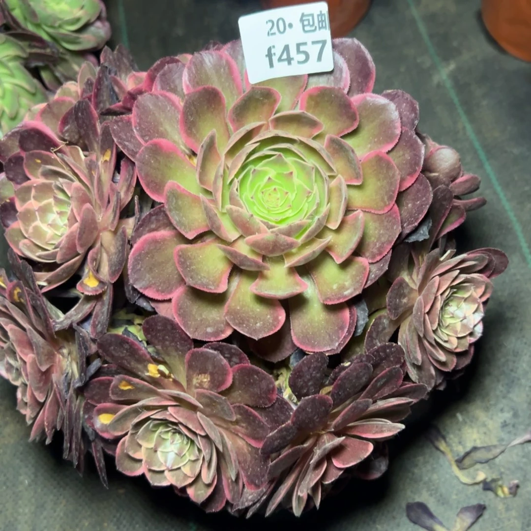 457粉花妖，满20包邮