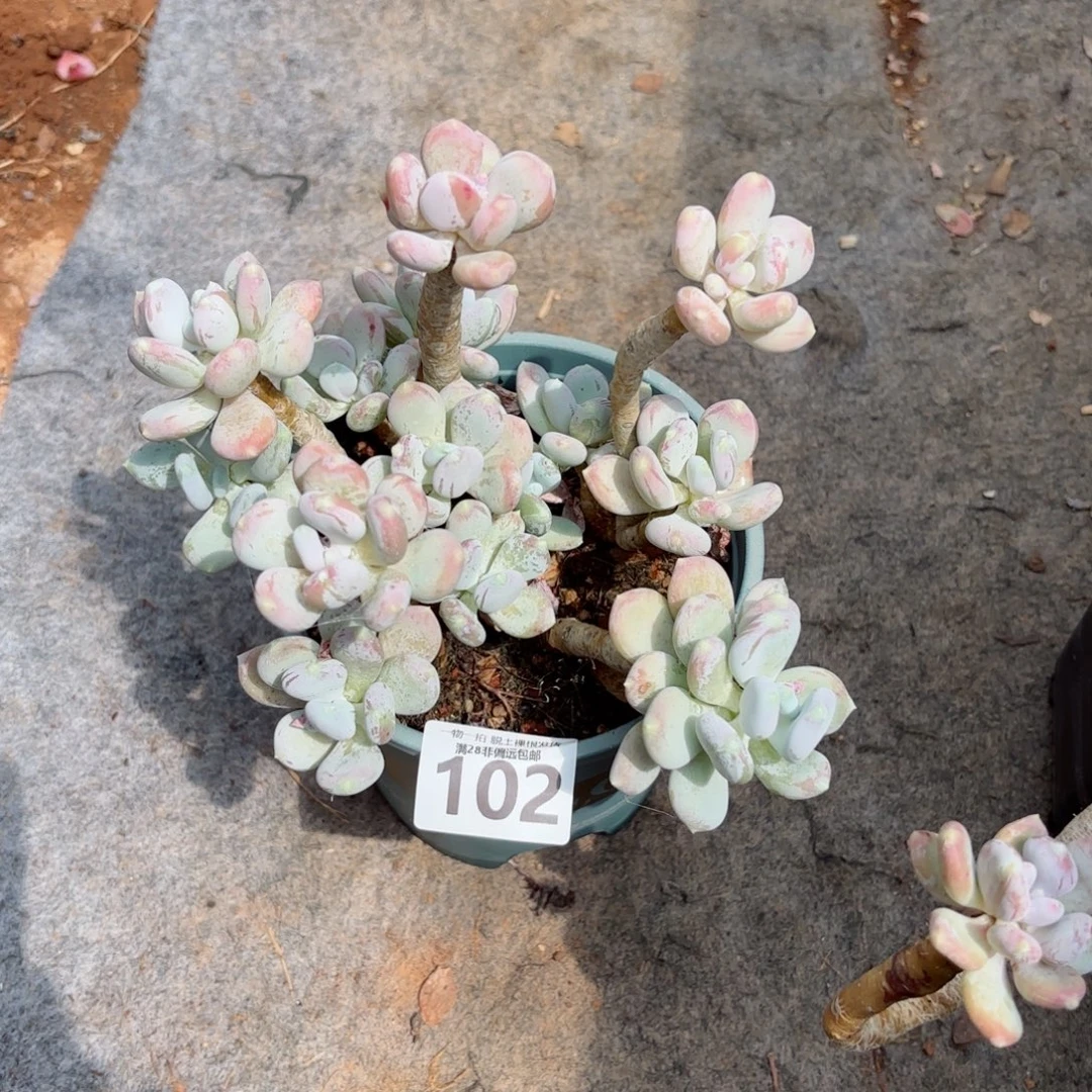 单***良苹果奶老桩无盆土发货