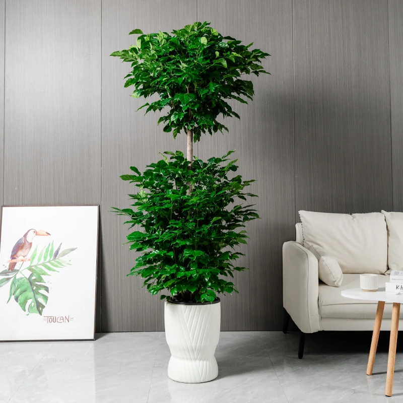【丹鸟快递】【送货上门】1.5-1.6米双层幸福树办公室净化空气绿植
