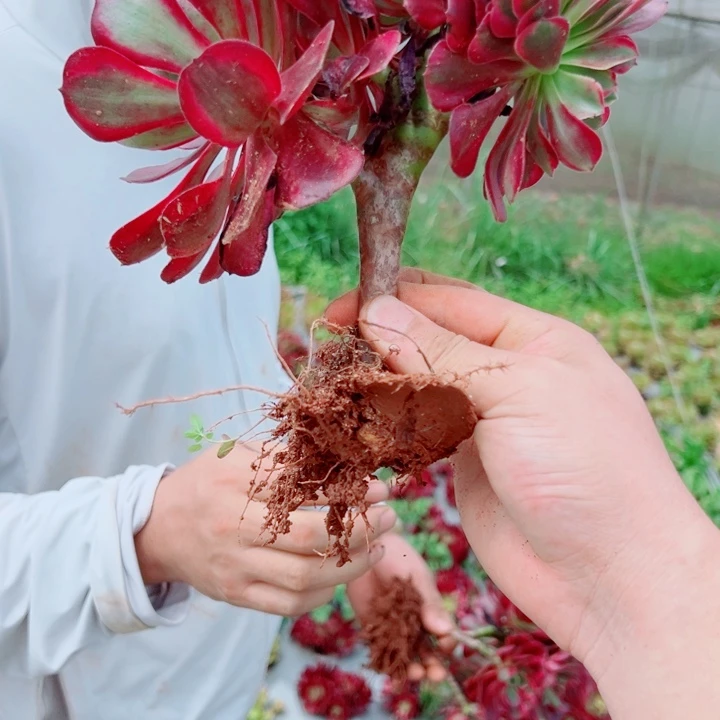 小颗美杜莎醉话多肉法师