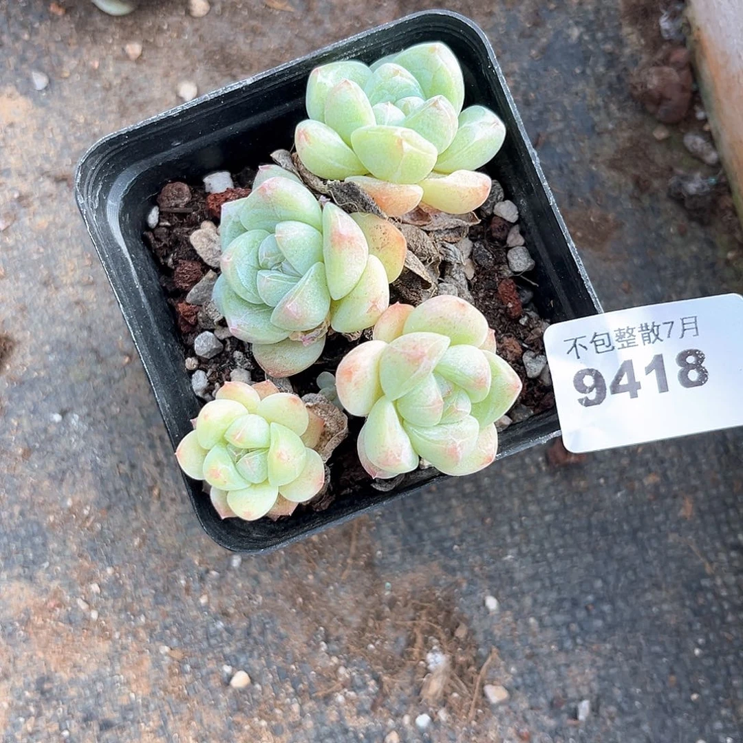 阿雅园艺。       9418
