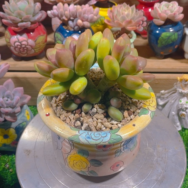 谢谢你的支持000000038