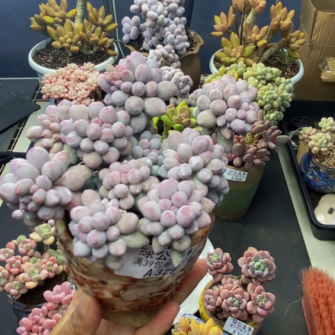 A****?329香水手指奶多肉9c m