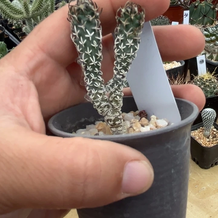 91号实生双头黄龙娇丽