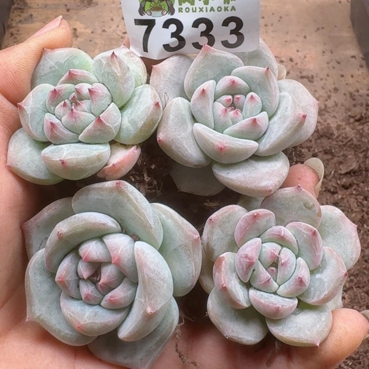 多肉植物多肉植物