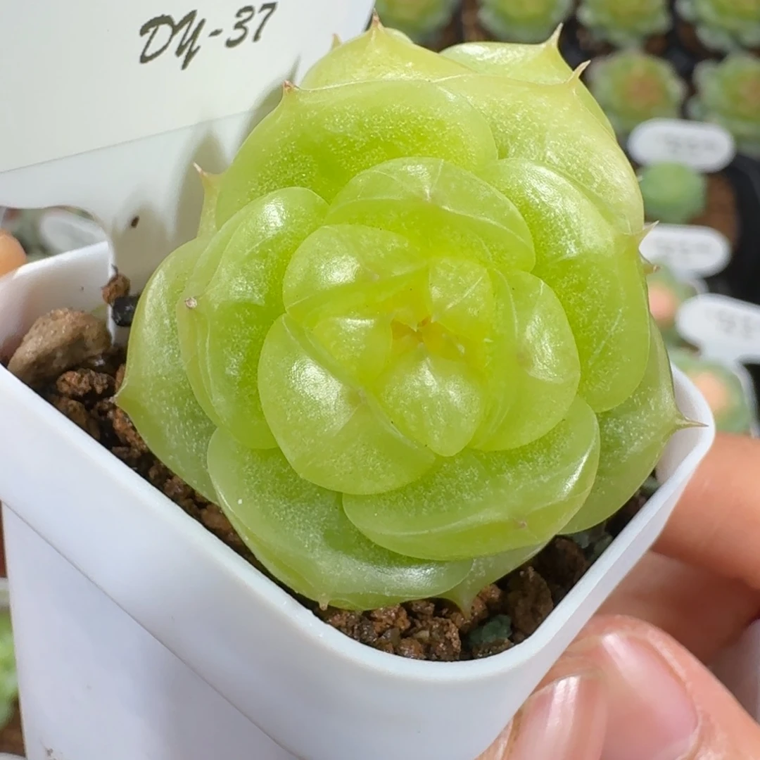 0915-37-灵耀双头
