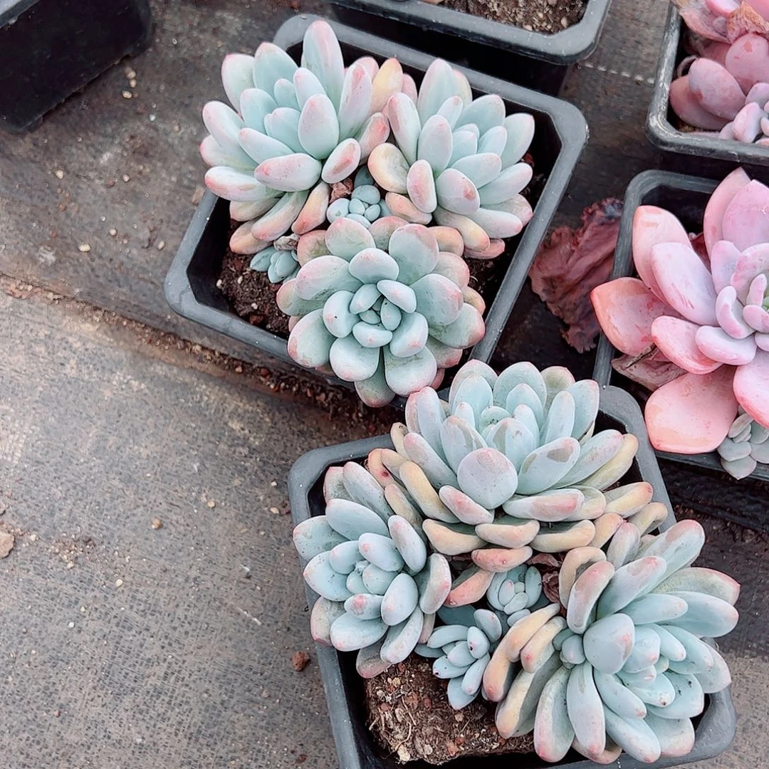 香水奶酪多头群生老桩