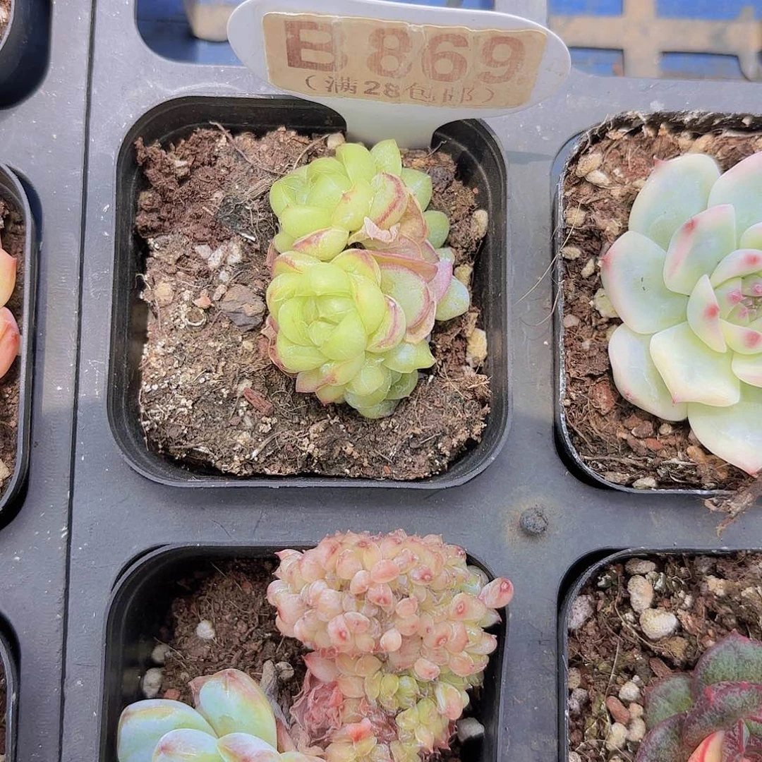 B869胖虎一物一拍