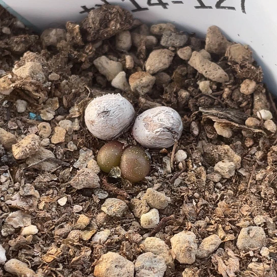 14-127紫葡萄多肉植物