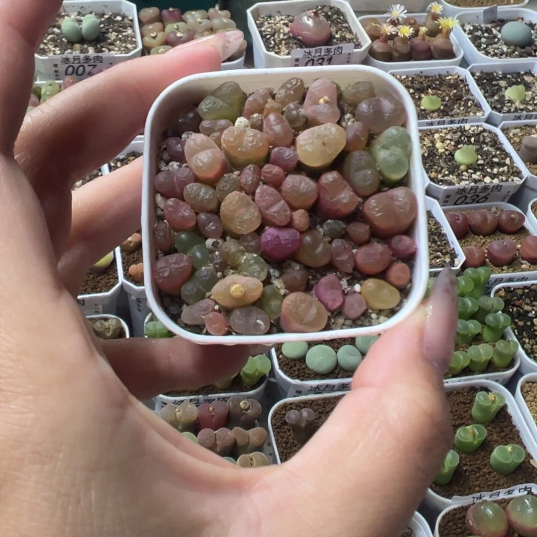 651超毛1430.48带盆土