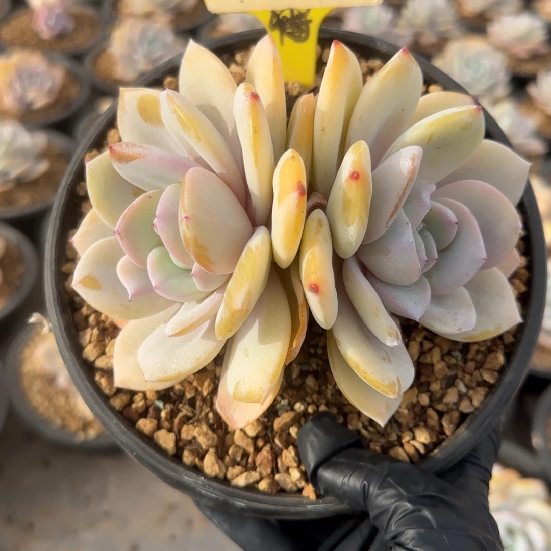 0072。      奶茶双头多肉